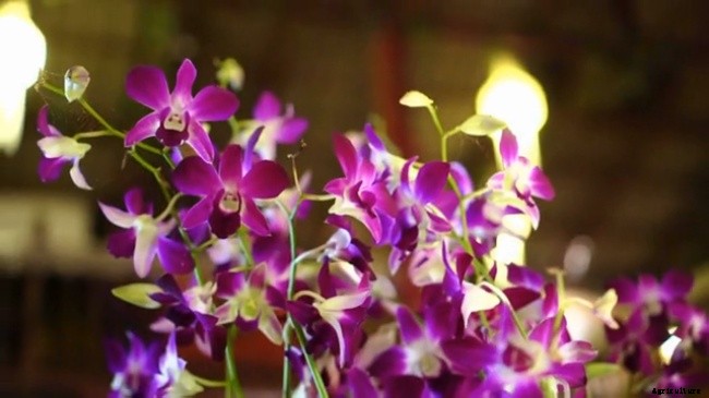 Knowing Different Types of Orchids