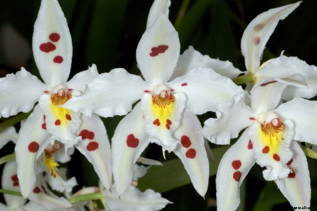 Top 10 Best Smell Orchids