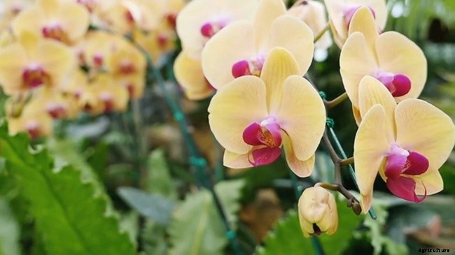 Processes of Planting and Caring For Your Orchid