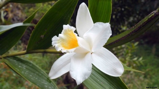 Processes of Planting and Caring For Your Orchid