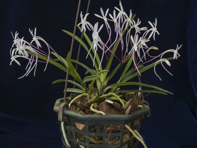 Top 10 Best Smell Orchids