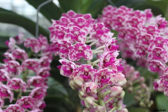 Top 10 Best Smell Orchids