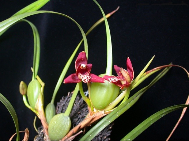 Top 10 Best Smell Orchids