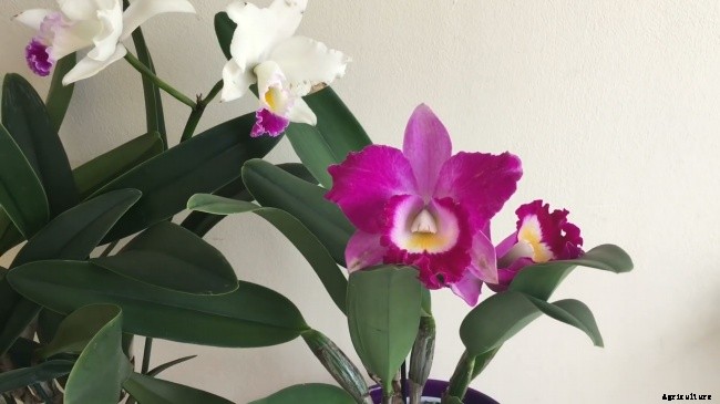 Top 10 Best Smell Orchids