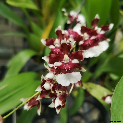 Top 10 Best Smell Orchids
