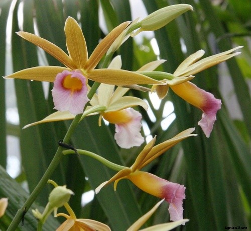 Top 10 Best Smell Orchids