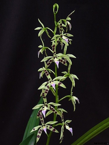 Top 10 Best Smell Orchids