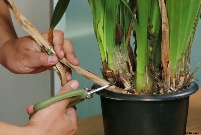 5 Factors Required For Orchid Repotting – When and How?