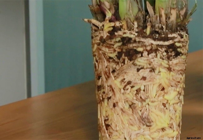 5 Factors Required For Orchid Repotting – When and How?