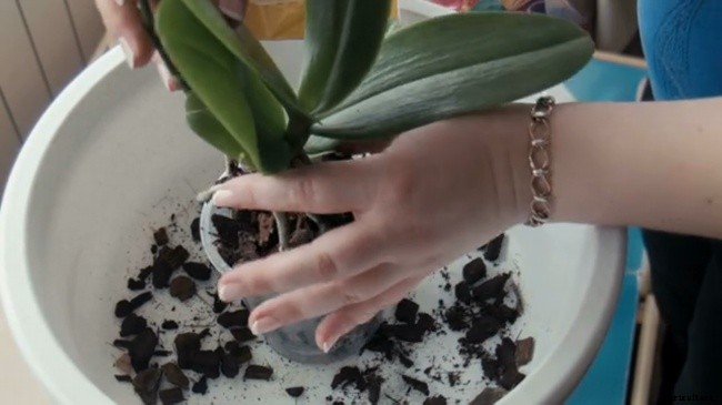 5 Factors Required For Orchid Repotting – When and How?