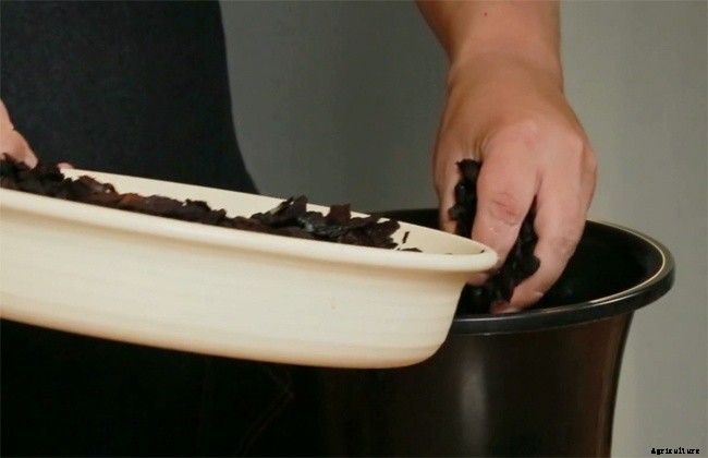 5 Factors Required For Orchid Repotting – When and How?