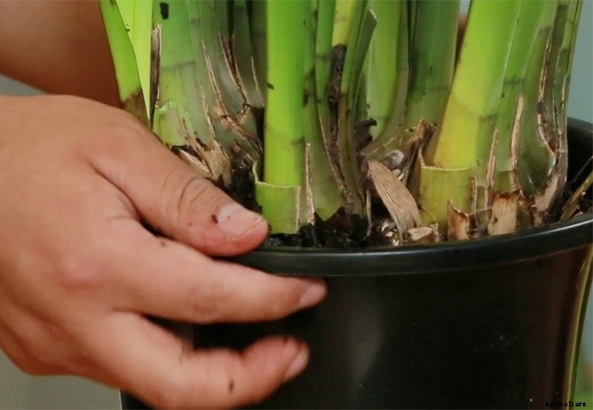 5 Factors Required For Orchid Repotting – When and How?