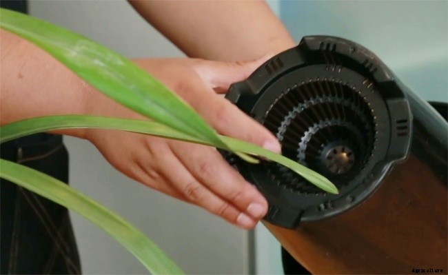 5 Factors Required For Orchid Repotting – When and How?