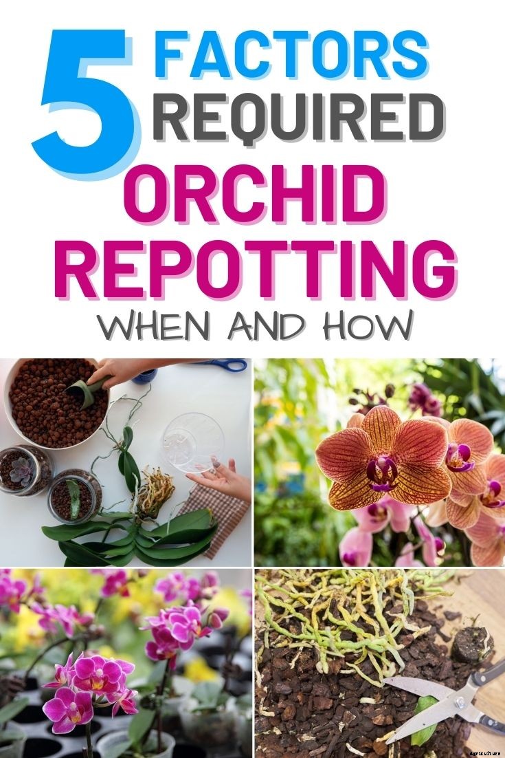 5 Factors Required For Orchid Repotting – When and How?