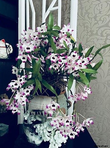 Top 5 Easiest Orchids to Grow