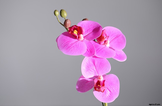 Top 5 Easiest Orchids to Grow