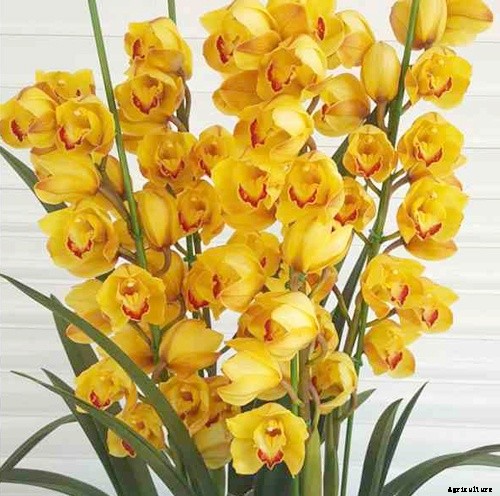 Top 5 Easiest Orchids to Grow