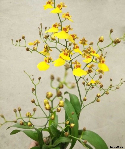 Top 5 Easiest Orchids to Grow