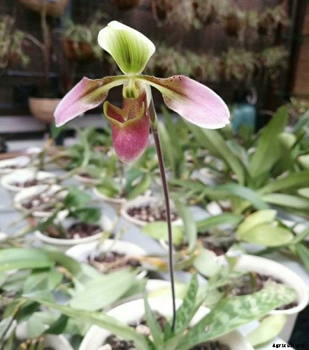 Top 5 Easiest Orchids to Grow