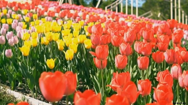 When and Where to Plant Tulips?