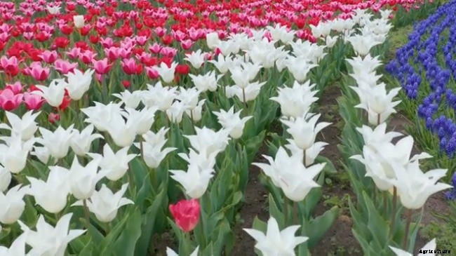 When and Where to Plant Tulips?