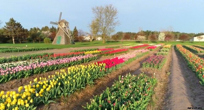 When and Where to Plant Tulips?