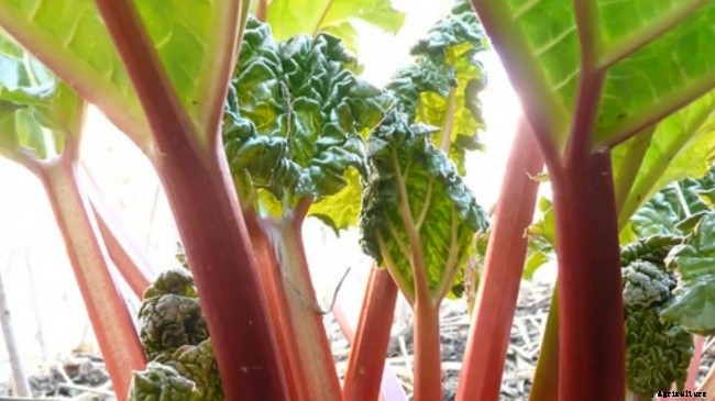 3 Different Ways of Growing Rhubarb