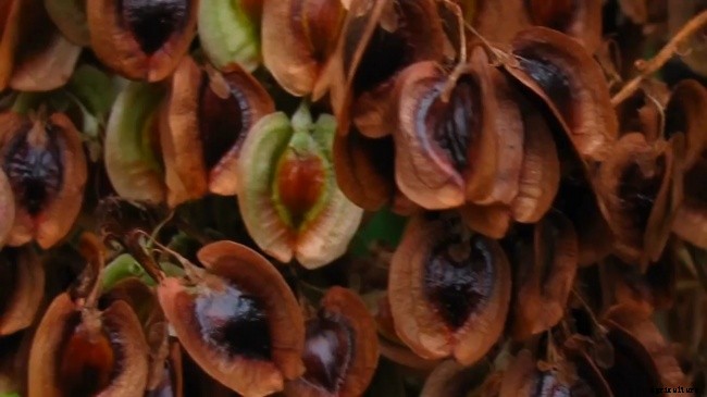 3 Different Ways of Growing Rhubarb