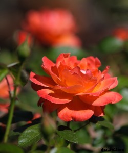 Tips On How To Grow Roses