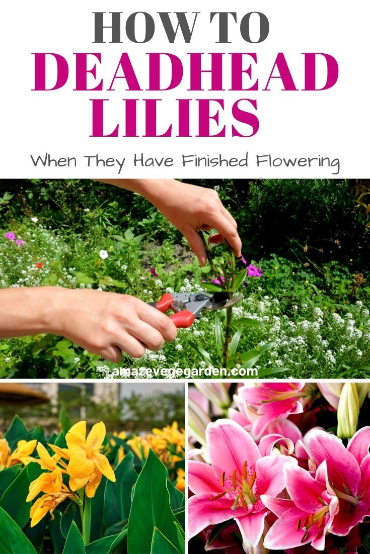 How To Cut or Deadhead Lilies When They Have Finished Flowering