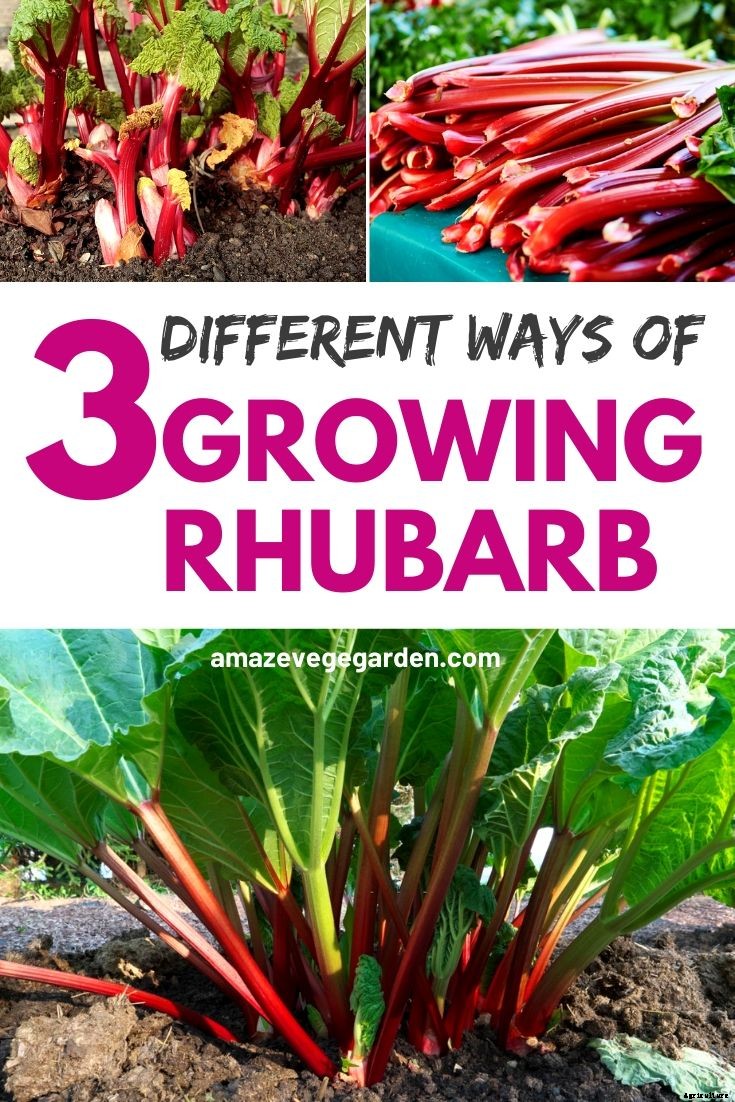 3 Different Ways of Growing Rhubarb