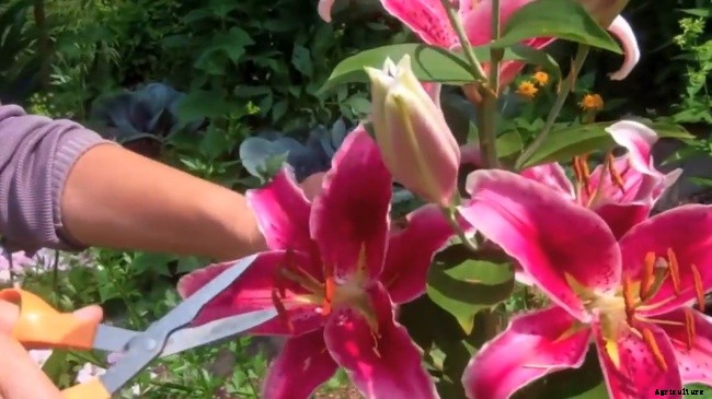 How To Cut or Deadhead Lilies When They Have Finished Flowering