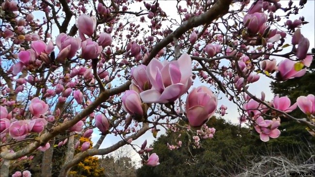 Flower Meaning Perseverance – Magnolia