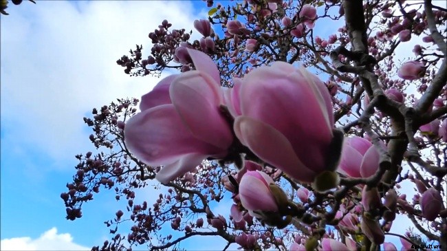 Flower Meaning Perseverance – Magnolia