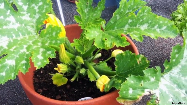 How To Grow Zucchini In A Container Garden