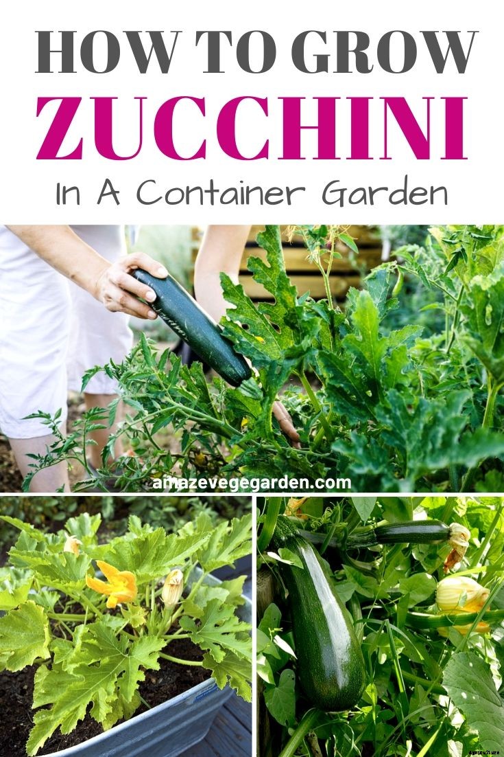 How To Grow Zucchini In A Container Garden