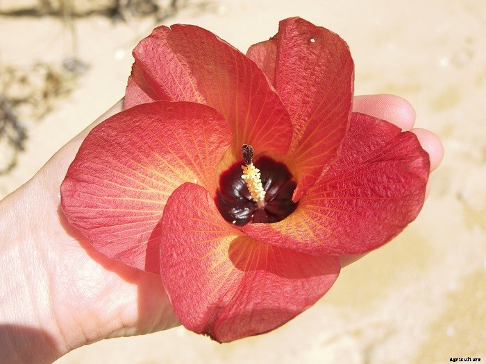 How To Get Rid Of Bugs On Hibiscus Plants