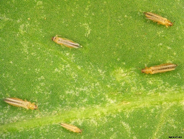 How To Get Rid Of Bugs On Hibiscus Plants