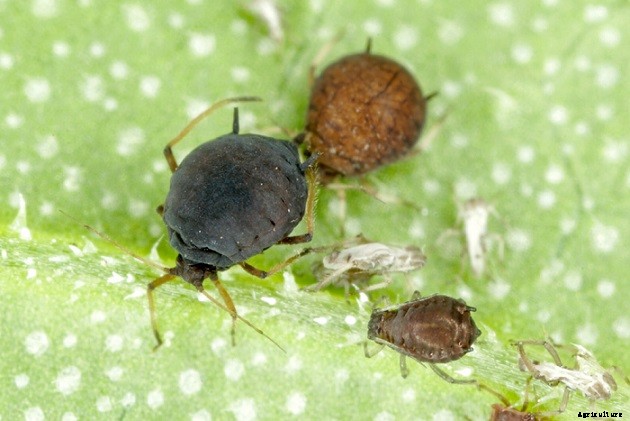 How To Get Rid Of Bugs On Hibiscus Plants