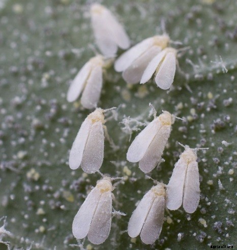 How To Get Rid Of Bugs On Hibiscus Plants