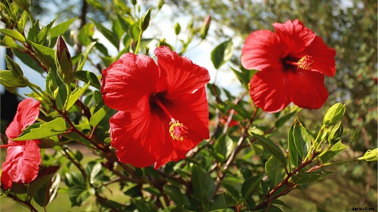 How To Get Rid Of Bugs On Hibiscus Plants