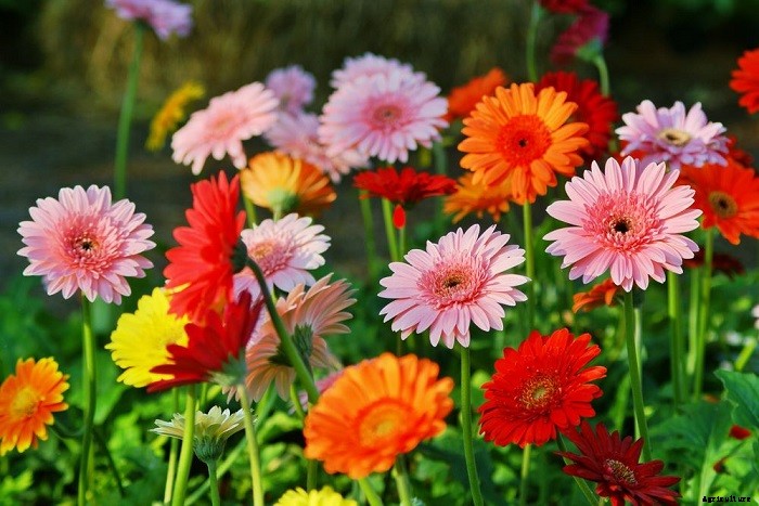 How To Get Gerbera Daisies To Bloom