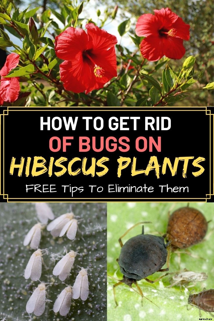 How To Get Rid Of Bugs On Hibiscus Plants