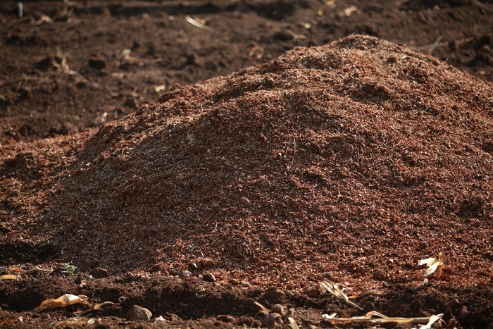 How To Get Gerbera Daisies To Bloom