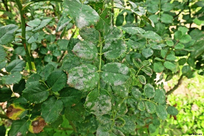 How To Get Gerbera Daisies To Bloom