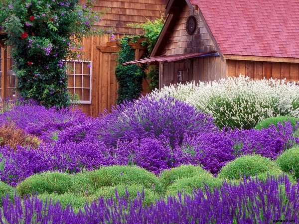 How To Grow Lavender And Take Care Of The Plants