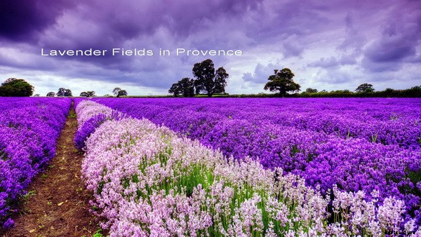 How To Grow Lavender And Take Care Of The Plants
