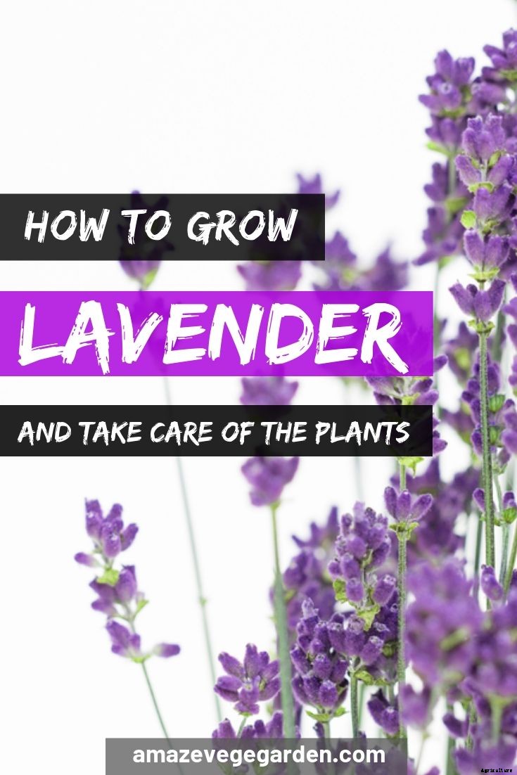 How To Grow Lavender And Take Care Of The Plants