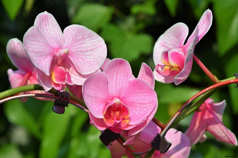 How To Rebloom Orchids – Learn The Secret Method