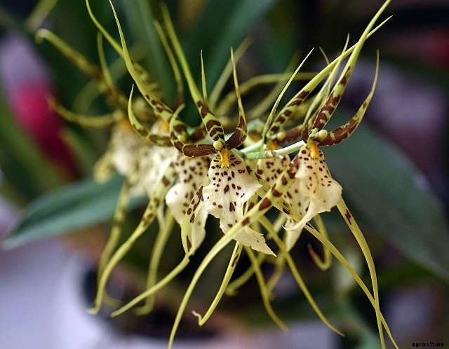 How To Rebloom Orchids – Learn The Secret Method